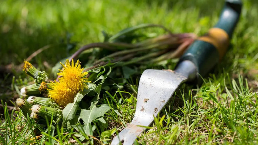 Gazon met onkruid herstellen Gazon met onkruid herstellen