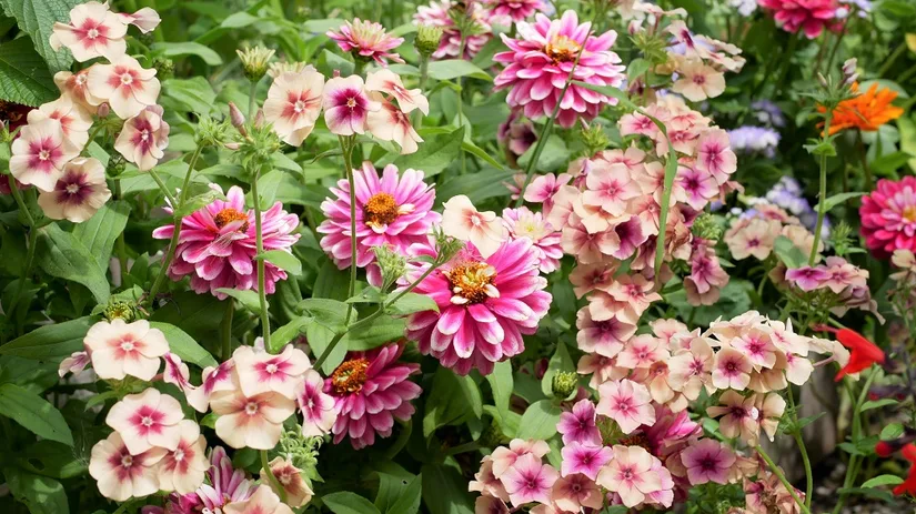 diana-foto-1-zinnia-marylandica-en-phlox-drummondii diana-foto-1-zinnia-marylandica-en-phlox-drummondii