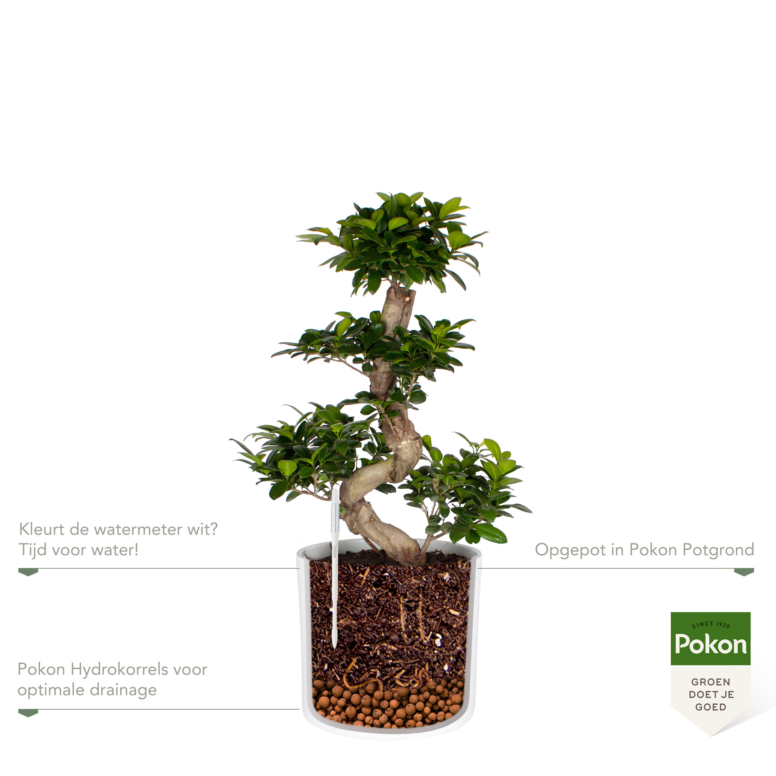 Pokon Ficus Bonsai / Chinese Vijg incl. watermeter en voeding ↕70 cm