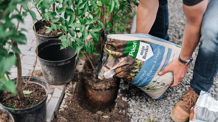 Wat is de beste periode om vaste planten aan te planten? Wat is de beste periode om vaste planten aan te planten?