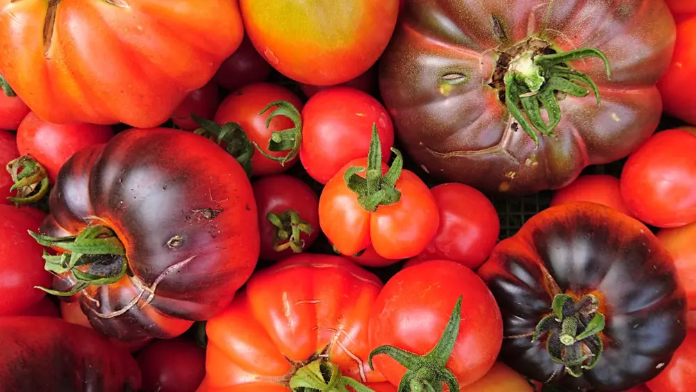 kassa opraken Vaardigheid Tomaten buiten kweken - Pokon - Groen doet je goed