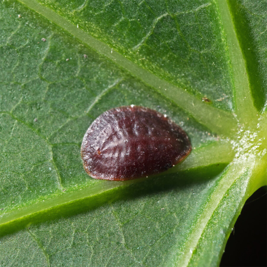 schildluis bestrijden