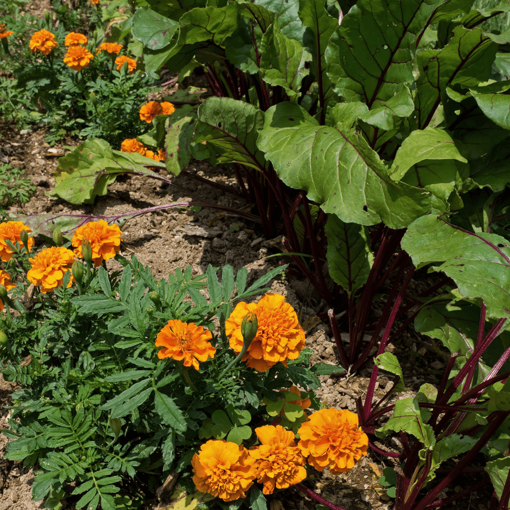 Moestuin combinatieteelt
