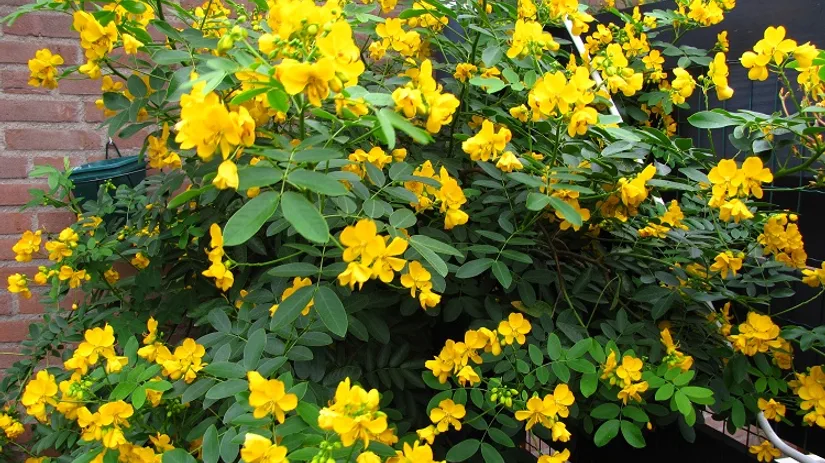diana-foto-3-cassia-corymbosa-zomer diana-foto-3-cassia-corymbosa-zomer