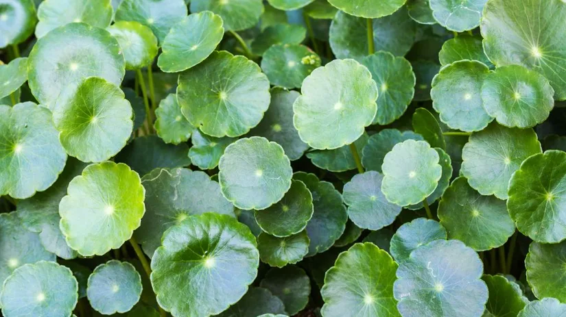 Groene bodembedekkers.jpg Ronde, schijfvormige groene bladeren met stralende nerven vormen een dicht, overlappend tapijt en bedekken de vochtige grond in een close-up van een tuinondergroei.