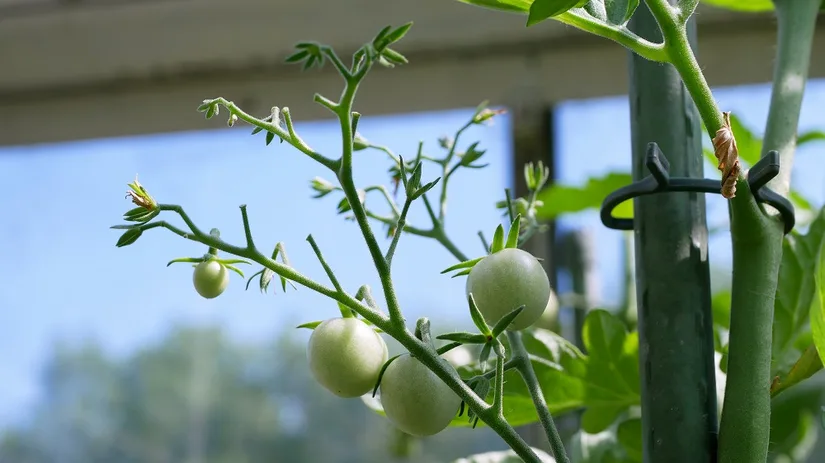 tomatentros droogte tomatentros droogte