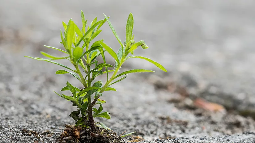onkruid-tegels onkruid-tegels