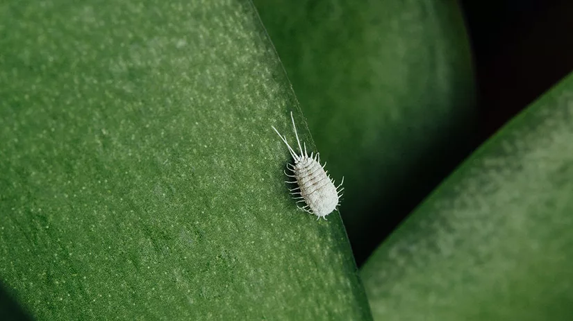 Tuinplanten die gevoelig zijn voor luizen Tuinplanten die gevoelig zijn voor luizen