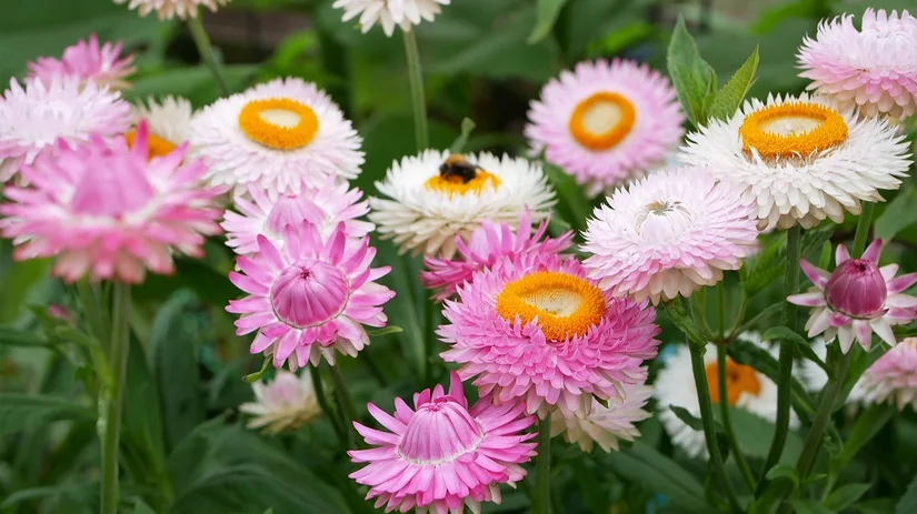 Goudstrobloemen in roze en wit Goudstrobloemen in verschillende tinten roze en wit genaamd Silvery Rose