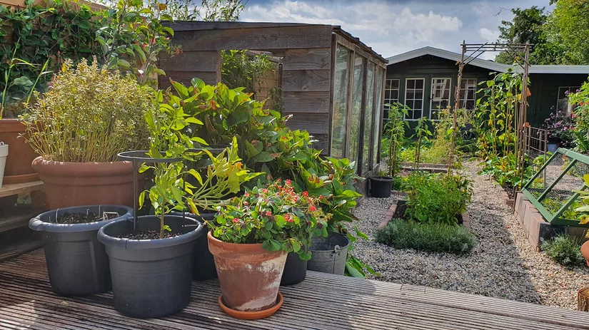 Rondje door de moestuin van Floor Rondje door de moestuin van Floor