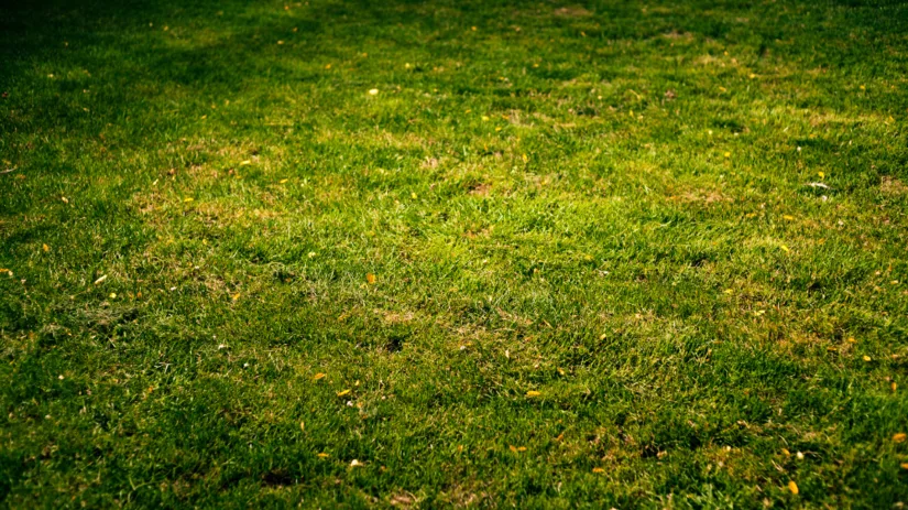 Gele plekken in gazon Gele plekken in gazon