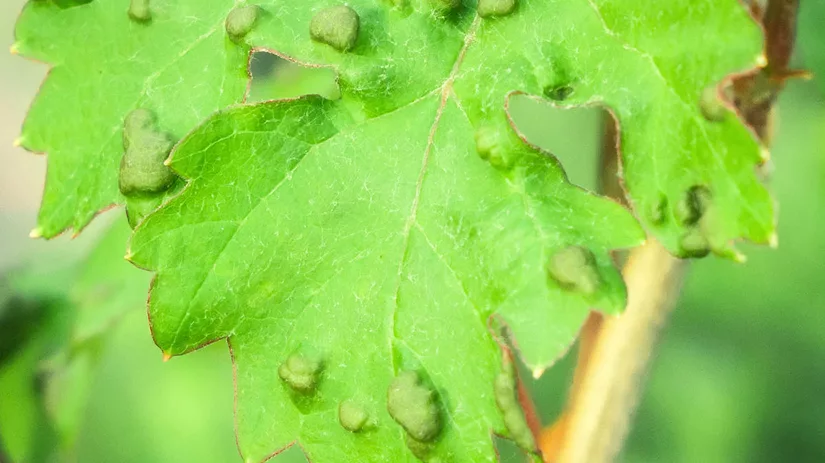 galmijt galmijt bestrijden