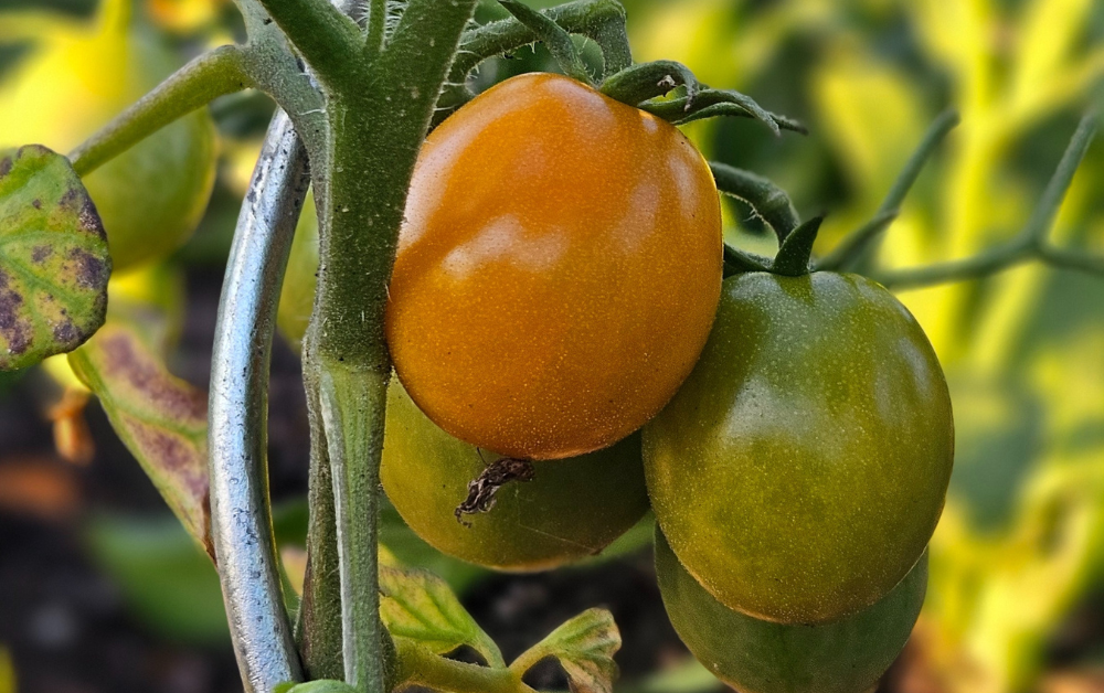 Tomaten verzorgen
