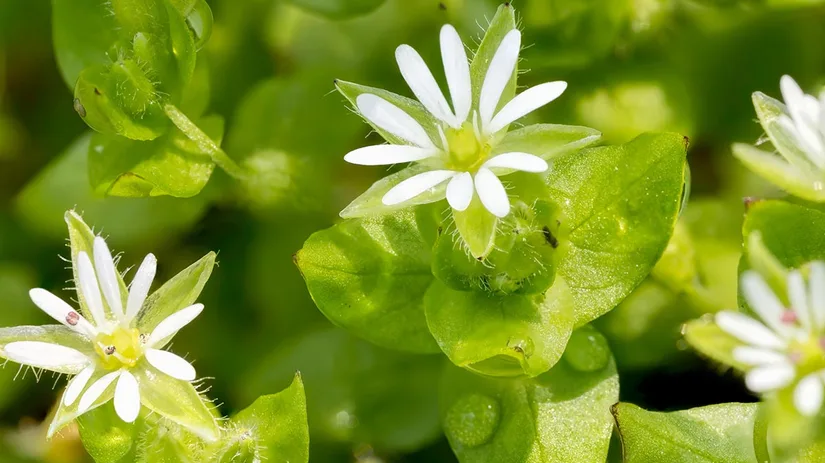 vogelmuur-chickweed vogelmuur-chickweed