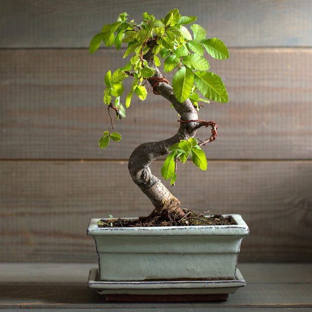 bonsai tree age 44 Year Old Juniper 