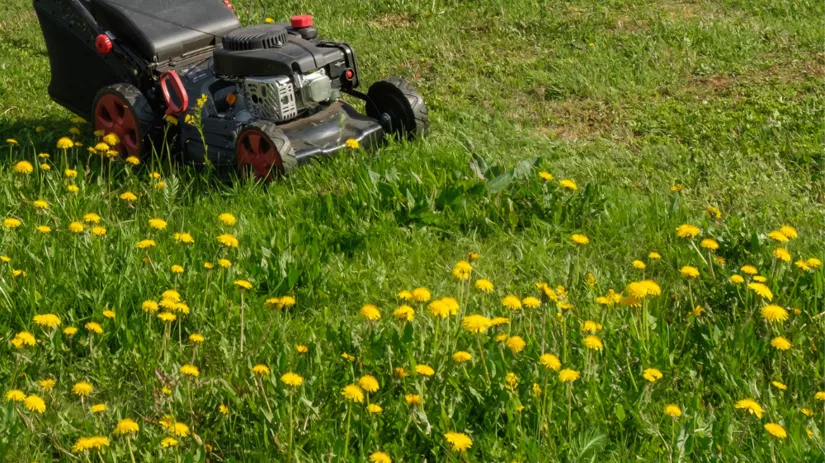 Hoog gras maaien Hoog gras maaien
