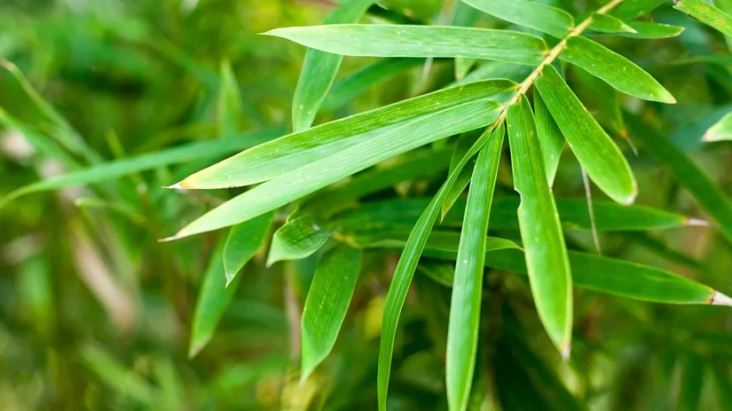 groene-bladeren groene-bladeren