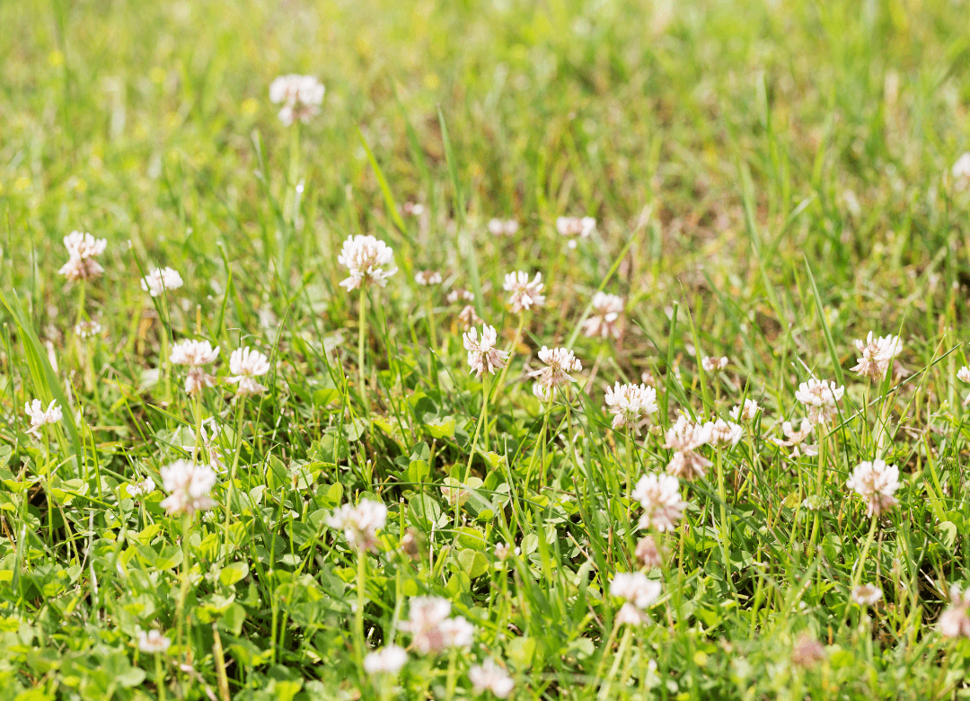 Onkruid in gazon herkennen