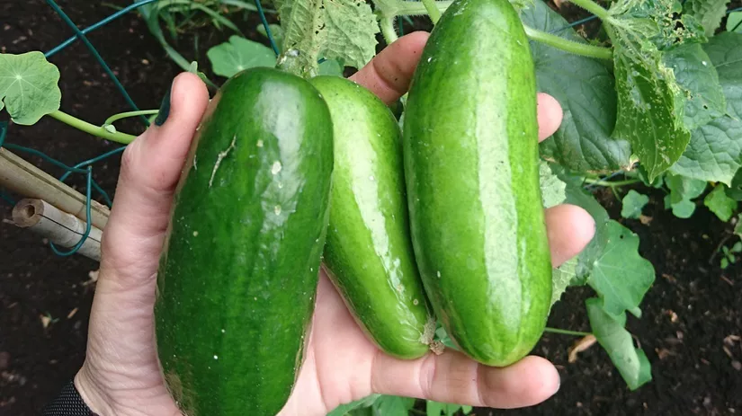 Lekker snacken: de komkommer Lekker snacken: de komkommer