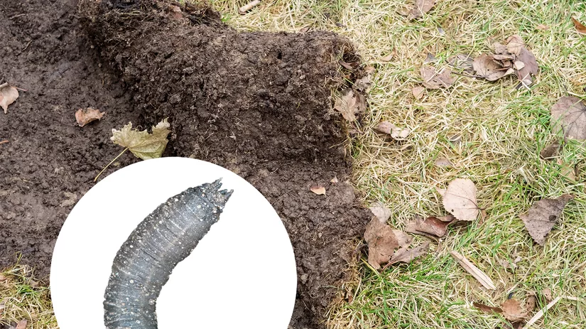 emeltenschade-damaged-sods emeltenschade-damaged-sods