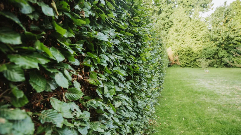 Voorjaar... de beuk erin! Voorjaar... de beuk erin!