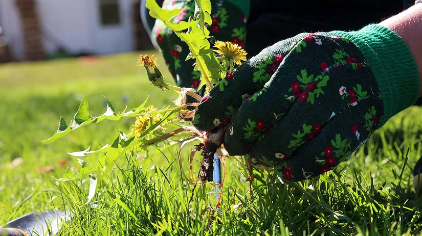 Milieuvriendelijk onkruid bestrijden Milieuvriendelijk onkruid bestrijden