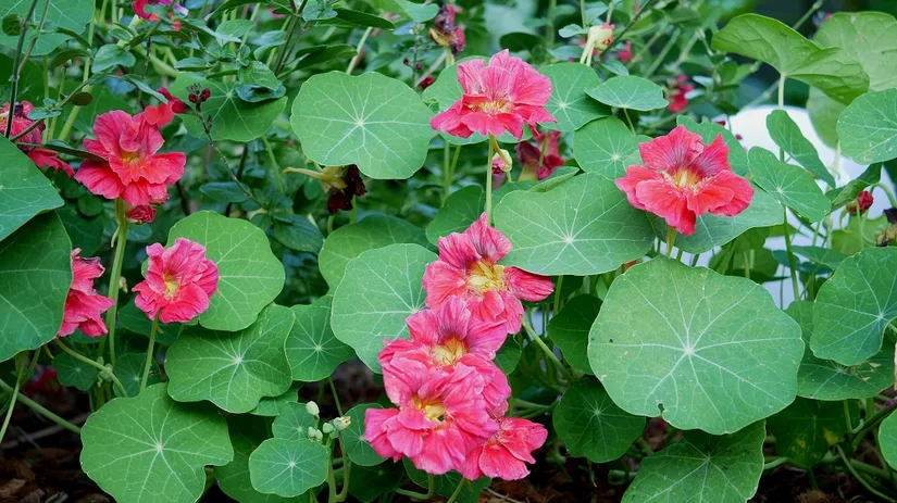 Tropaeolum Tropaeolum