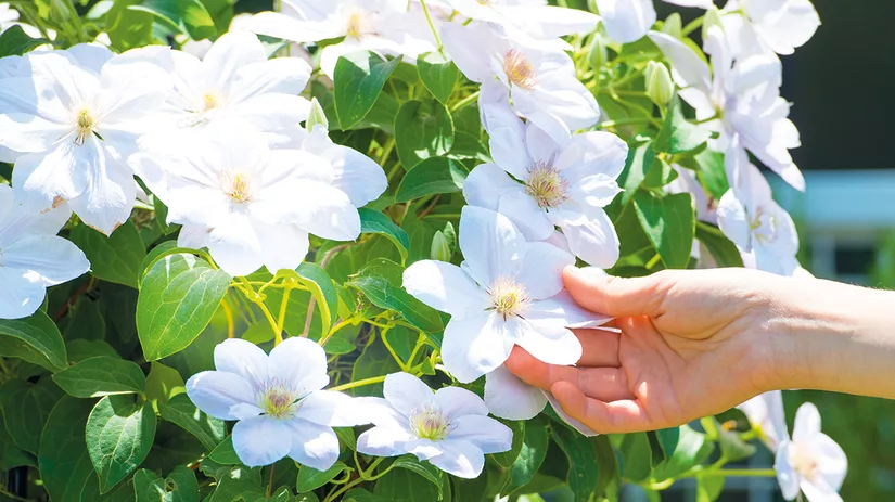 Bloemetjes buiten hangen Bloemetjes buiten hangen
