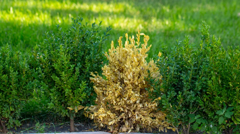 Mijn buxus wordt bruin, hoe kan dat? Mijn buxus wordt bruin, hoe kan dat?