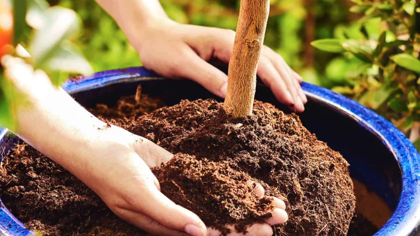 Zo kies je de perfecte potgrond voor iedere plant Zo kies je de perfecte potgrond voor iedere plant