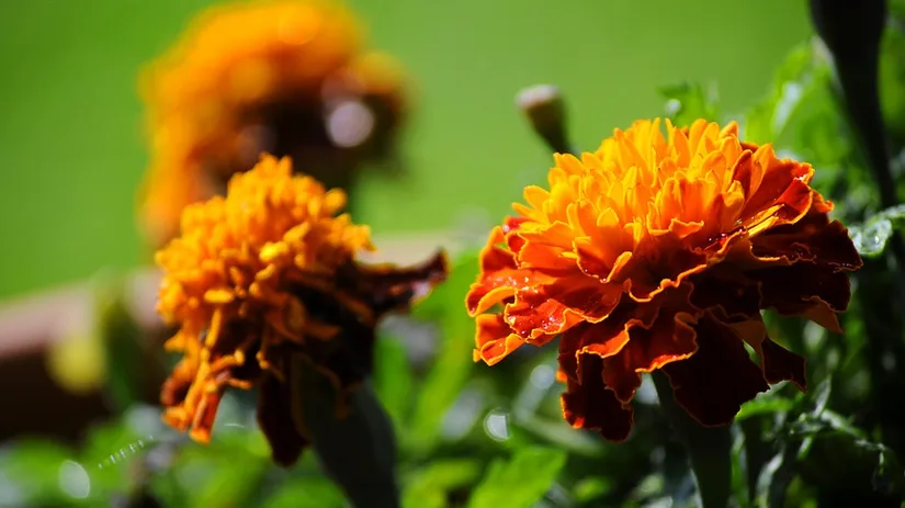 Bloemetjes zaaien Bloemetjes zaaien