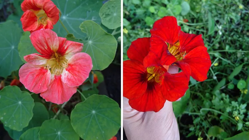 Oost-Indische kers bloemen Oost-Indische kers bloemen