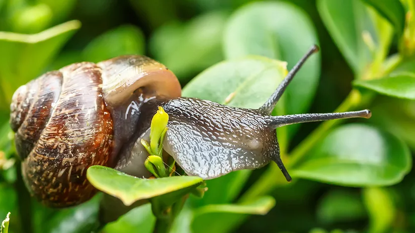 slakken-border slakken-border