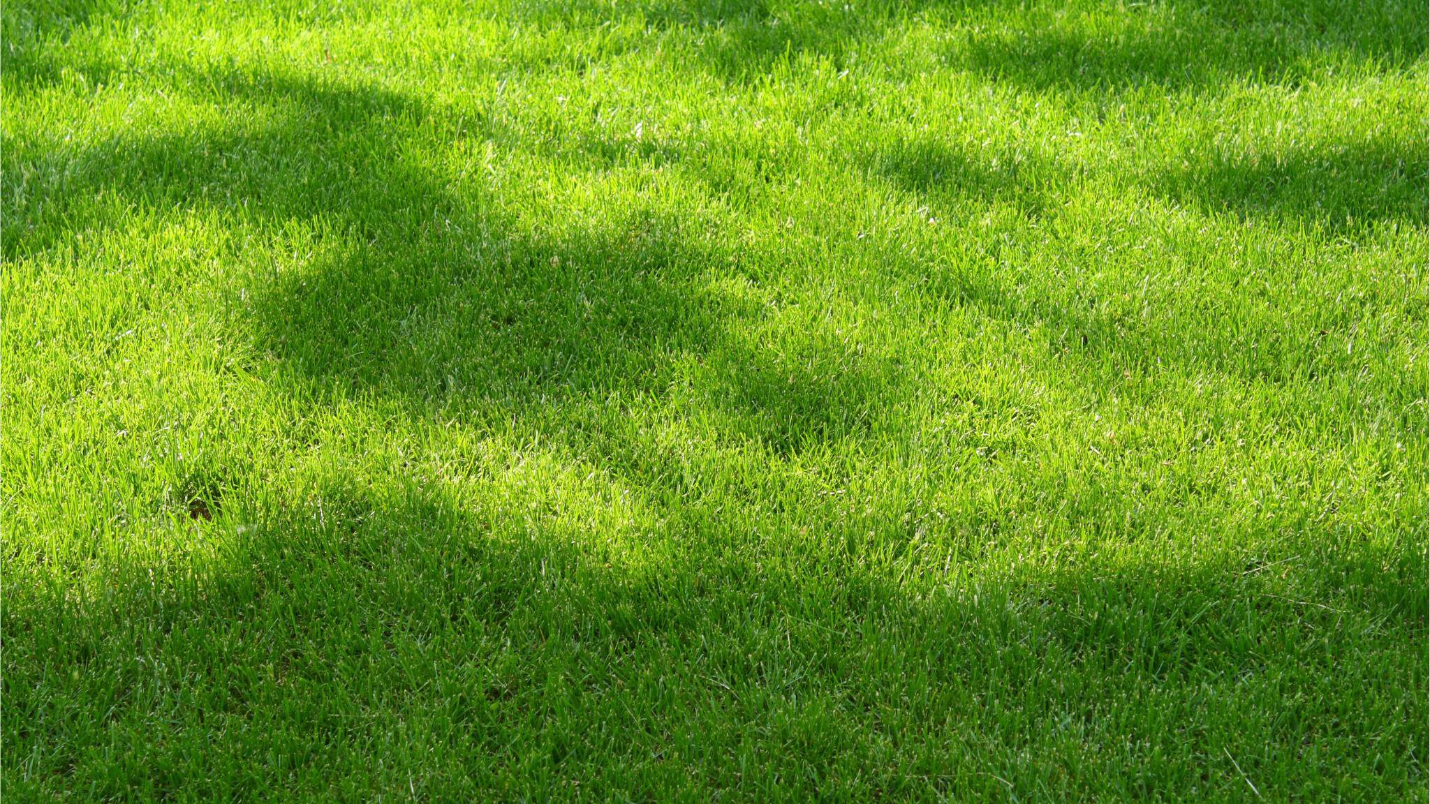 Een gazon in de schaduw aanleggen