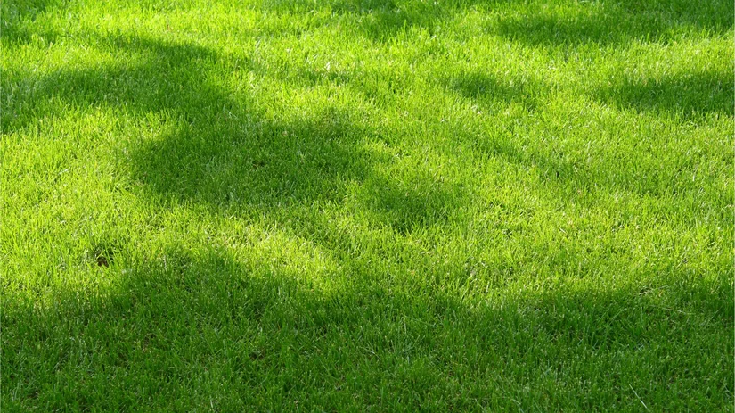 Een gazon in de schaduw aanleggen Een gazon in de schaduw aanleggen