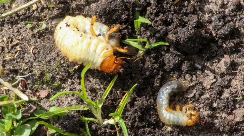 Wanneer engerlingen bestrijden Wanneer engerlingen bestrijden
