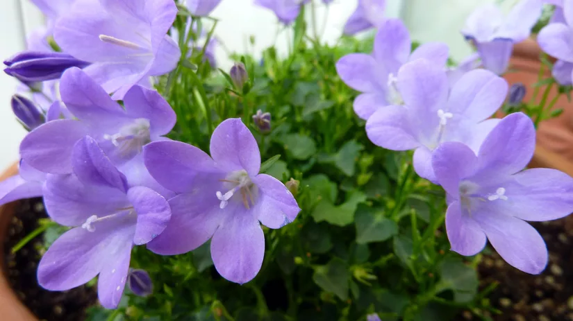 Nazomeren met mooie planten Nazomeren met mooie planten