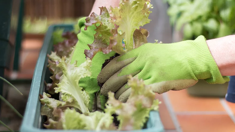Begin vandaag met jouw Urban Moestuin! Begin vandaag met jouw Urban Moestuin!
