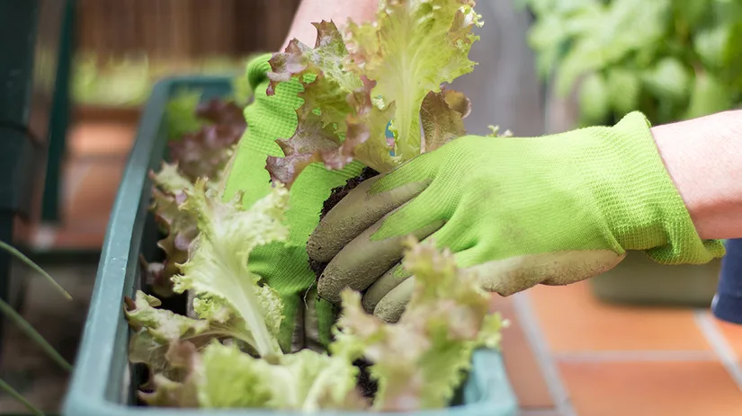 Begin vandaag met jouw Urban Moestuin! Begin vandaag met jouw Urban Moestuin!