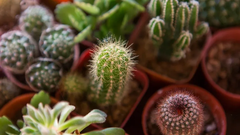 cactus cactus