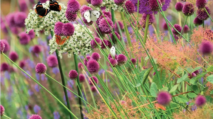Wil jij vlinders in de tuin? Wil jij vlinders in de tuin?