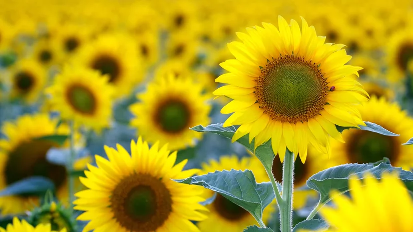 Het zonnetje in huis Het zonnetje in huis