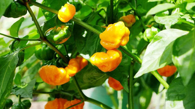 true jamaican scotch bonnet true jamaican scotch bonnet