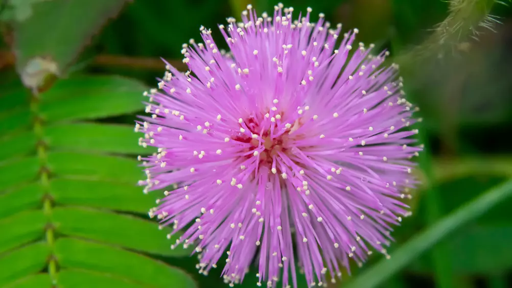 Mimosa: Een Fijne Toevoeging Aan Je Urban Jungle - Pokon - Groen Doet Je  Goed