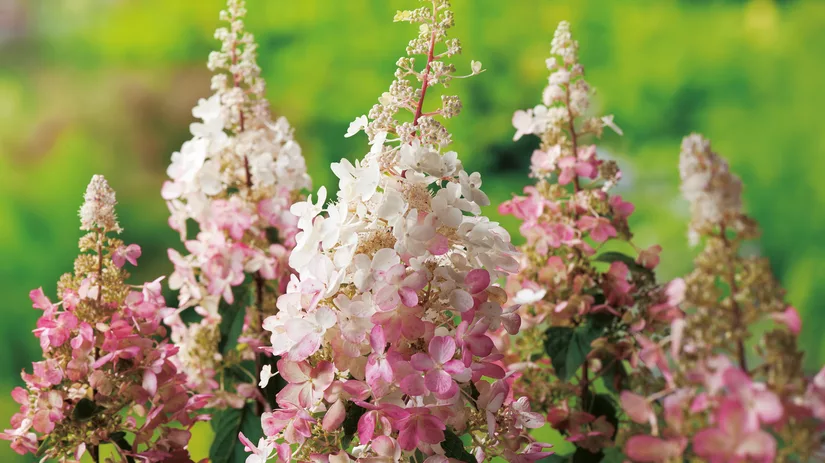 Zet je tuin gratis vol hortensia’s Zet je tuin gratis vol hortensia’s