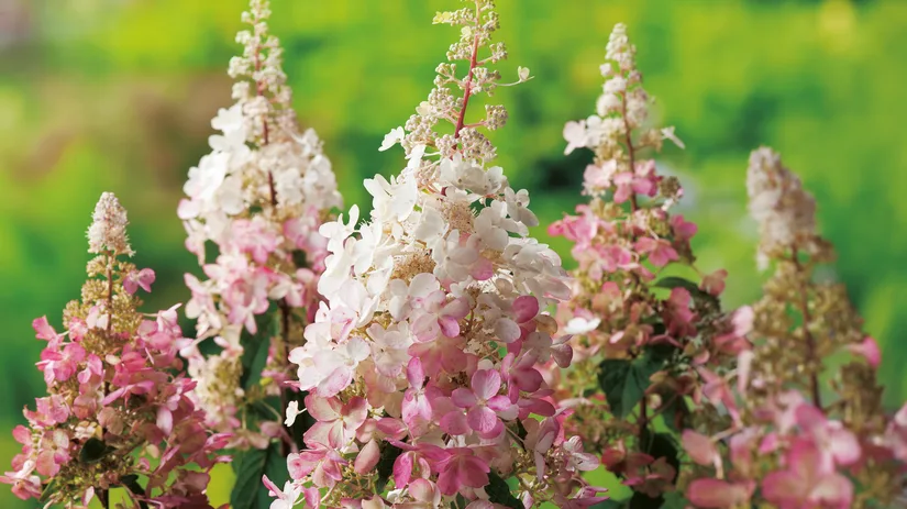 Zet je tuin gratis vol hortensia’s Zet je tuin gratis vol hortensia’s