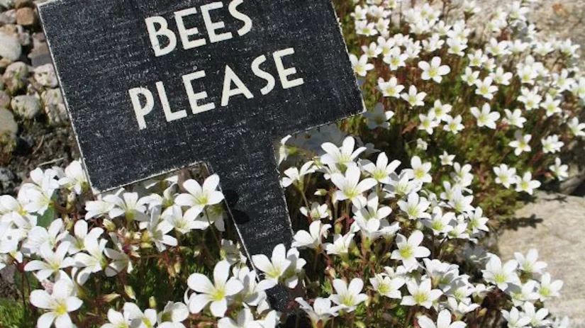 Bees please! Bees please!