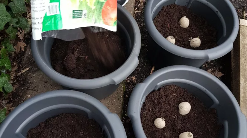 aardappelen kweken aardappelen kweken