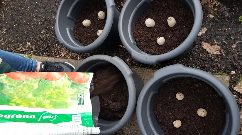 aardappelen kweken aardappelen kweken