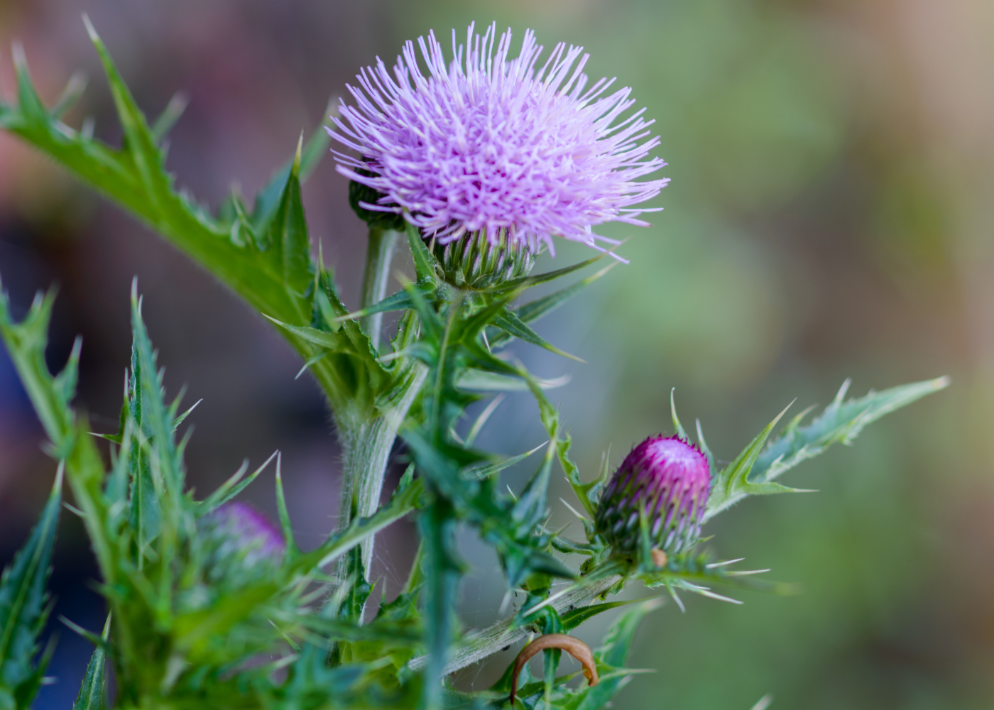 akkerdistel bestrijden